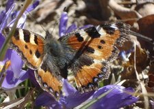 La petite tortue - Aglais urticae 