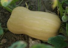 Butternut