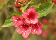 Vegelia