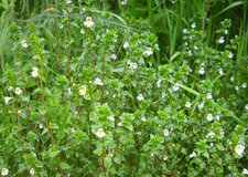Euphraise casse-lunette