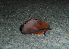 Gastropacha quercifolia.Noctuelle.