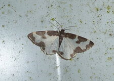 La Marginée Lomaspilis marginata.Noctuelle.