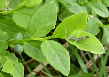 Chenille sur Myrtilles