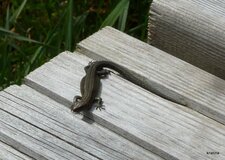 Lézard.