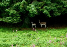 Biche et Faon