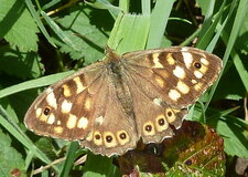 Pararge aegeria (Le tircis)