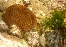 Anémone de mer au repos