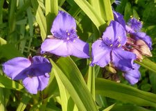 Tradescantia