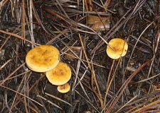 Russule (sous réserve)