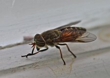 Hybomitra epistates