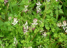 Fumeterre grimpante