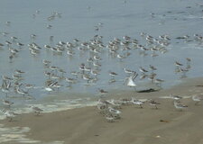 Bécasseaux sanderling