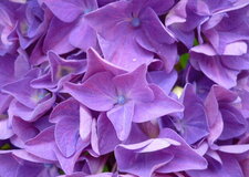 Hortensia 