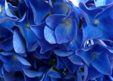 Hortensia bleu