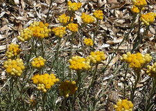 Immortelle commune