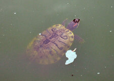 Tortue de Floride