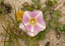 Liseron soldanelle