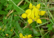 Lotier corniculé