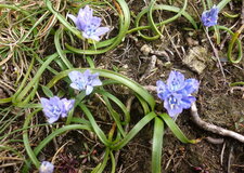 Scille de printemps
