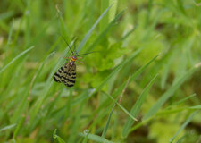 Mouche scorpion - Panorpa communis