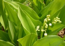 Muguet retardataire