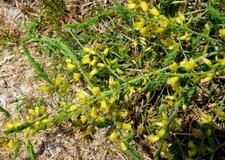 Asperge prostrée