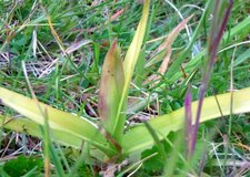 Serapia en langue (pas encore fleurie)