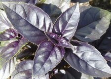 Basilic pourpre