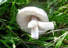 Amanite vireuse (sous réserve)