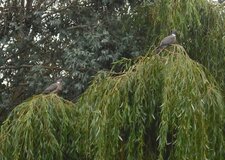Pigeons