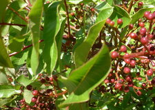Pistachier térébinthe