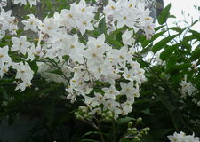 Solanum album