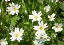 Stellaire holostée