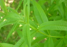 Verveine citronnelle