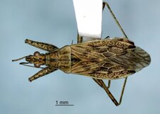 Nabis roseipennis