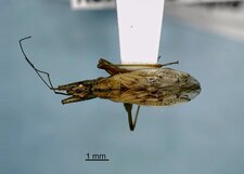 Nabis rufusculus