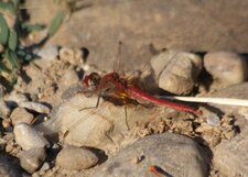 Sympetrum fonscolombii - mâle