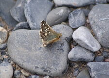 Pyrgus