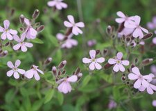 Saponaria ocymoides