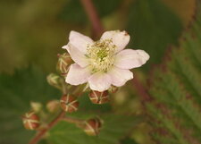 Fleur de roncier