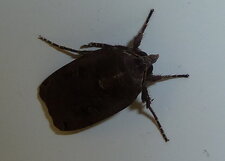 Noctua pronuba. Noctuelle.