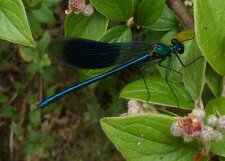 Caloptérix splendens
