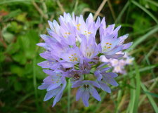 Allium