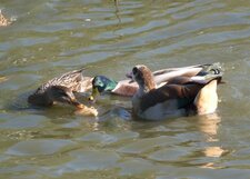 Casse croute