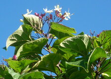 Chlérodendron trichonotum