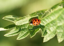 Coccinelle asiatique