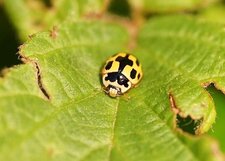 Coccinelle à damier