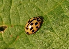 Coccinelle à 14 points