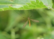 Nephrotoma sp.