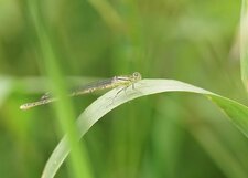 Platycnemis latipes